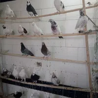 غریبگیری