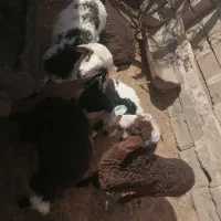 میش جوان و بز