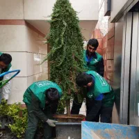 پخش درختچه لاوسون - یاس هلندی - کامیس + کاشت