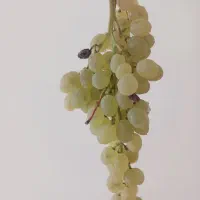 فروش انگور
