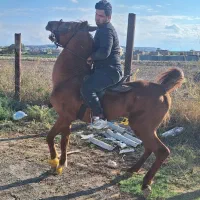 اسب ۷ساله ترک|اسب و تجهیزات اسب‌سواری|اردبیل, |دیوار