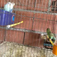 مرغ عشق مولد|پرنده|آستارا, |دیوار