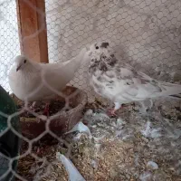 یک جفت نروماده و یک عدد ماده زرد عالی