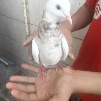 طوقی|پرنده|دهدشت, |دیوار