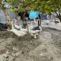 قو غاز|حیوانات مزرعه|مشهد, تبادکان|دیوار