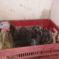 فروش بوقلمون کرچ|حیوانات مزرعه|تنکابن, |دیوار