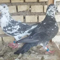 کبوتر
