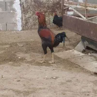 فروش خروس دورگه