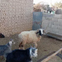 شیشک قوچ فروشی