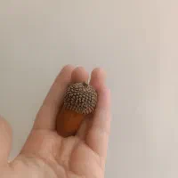 بلوط|گل و گیاه طبیعی|تربت‌حیدریه, شهرک ولیعصر|دیوار