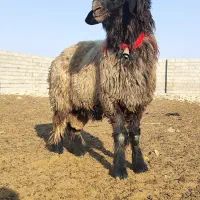 بره قوچی|حیوانات مزرعه|شیراز, گچی|دیوار
