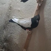 تعداد ۴۰ عدد کبوتر رنگی  پرشی همه نر