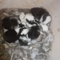 خرگوش با بچه|موش و خرگوش|زاهدان, |دیوار