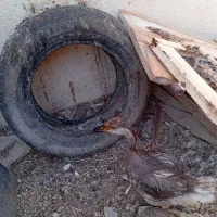 سلام یک عدد قوغاز|حیوانات مزرعه|چمران, |دیوار