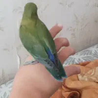 طوطی برزیلی وعروس|پرنده|ایلام, |دیوار