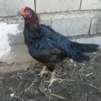 مرغ لاری اصیل|حیوانات مزرعه|نگین شهر, |دیوار