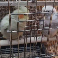 عروس هلندی|پرنده|سنندج, |دیوار