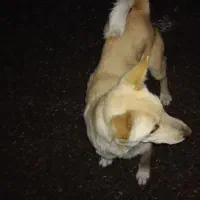 واگذاری بوبی ماده