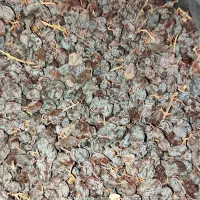 کشمش آفتابی ارگانیک