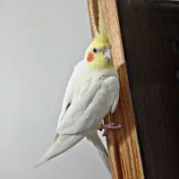 عروس هلندی نر فوری|پرنده|قائن, |دیوار