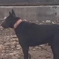 حیوان  دو رگه گرگی وهاسکی