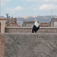 کفتر نر کله سفید