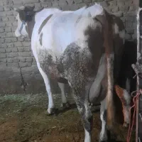 فروش یک گاو وگوساله نر