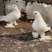 دو جفت کبوتر قان قرمز و اغ لوطی