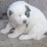 ترکمن. روس .گارد. گله. نگهبان