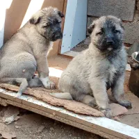 کانگال توله نر و ماده از پدر مادر وارداتی|سگ|پردیس, فاز ۶|دیوار