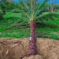 هورماک نخل خورماک پالم مچ ماو  موگ مغ|خدمات باغبانی و درختکاری|کرمان, |دیوار