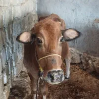 فروش چند راس گاو ابستن با گوساله|حیوانات مزرعه|ایذه, |دیوار