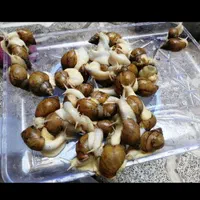 حلزون آلبینو نصف قیمت|خزنده|تبریز, |دیوار