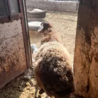 سه عدد بره|حیوانات مزرعه|مهدی شهر, |دیوار