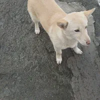 اشپیتز پاکوتاه ۴ماهه