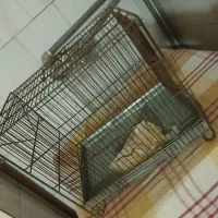 قفس پرنده جنس قدیمی|لوازم جانبی حیوانات|سنندج, |دیوار