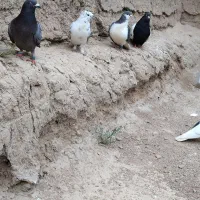 کفتر|پرنده|باخزر, |دیوار