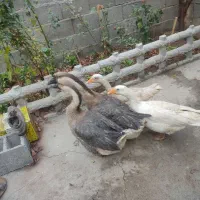 غاز و قو غاز فریمان