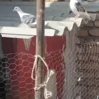 کفتر پستی|پرنده|رضویه, |دیوار