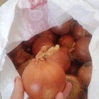 پیاز تازه به قیمت مناسب