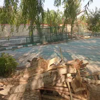 خرید و هرس درخت