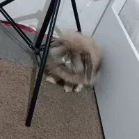 خرگوش لپ|موش و خرگوش|آبادان, |دیوار