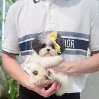 توله سگ آپارتمانی جیبی|سگ|کرج, فاز ۱ مهرشهر|دیوار