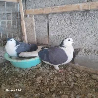 دمگیر|پرنده|حبیب آباد, |دیوار