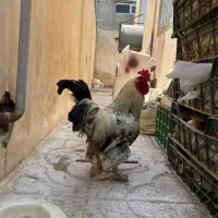 خروس امپراطور درجه ۱|حیوانات مزرعه|محمدشهر, ولدآباد|دیوار