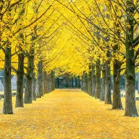 درختچه ژینکو|گل و گیاه طبیعی|کرمان, |دیوار