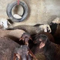 فروش بره چاق کلاله|حیوانات مزرعه|کلاله, |دیوار