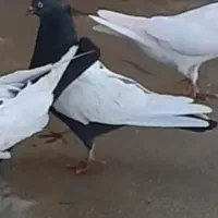 کبوتر سروته