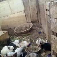 بچه خرگوش وخرگوش|موش و خرگوش|شیراز, بید زرد|دیوار