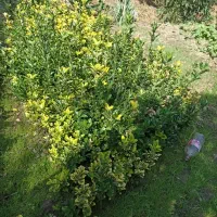 فروش شمشادهای طلایی یا ابلق، همیشه سبز، سیکاس و.|گل و گیاه طبیعی|نشتارود, |دیوار